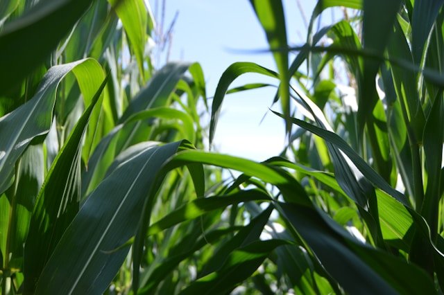 Agribusiness
